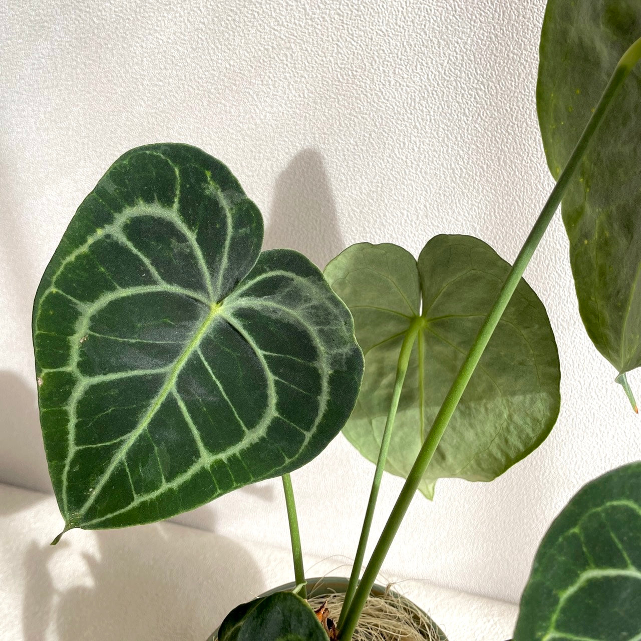 アンスリウム・クラリネルビウム