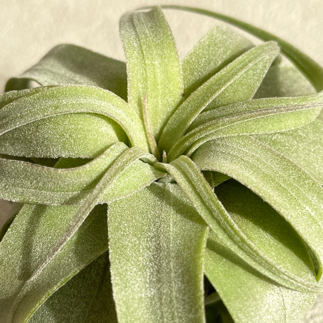 エアプランツ_ストレプトフィラ