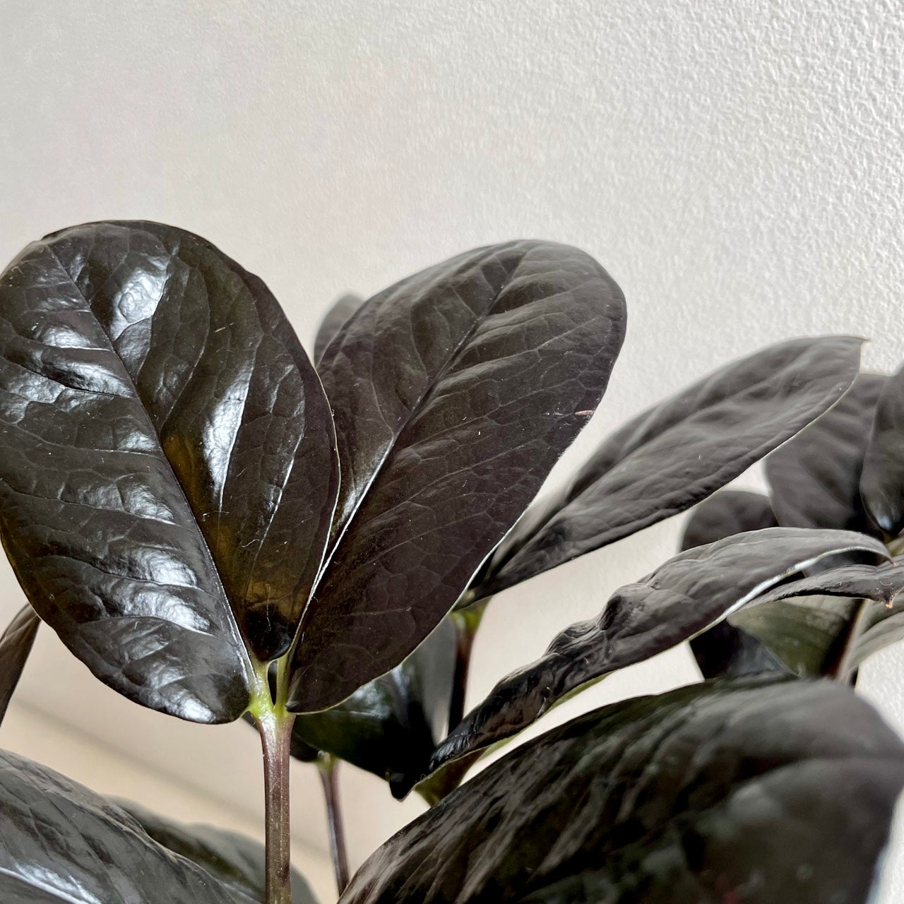 ザミオクルカス レイヴン