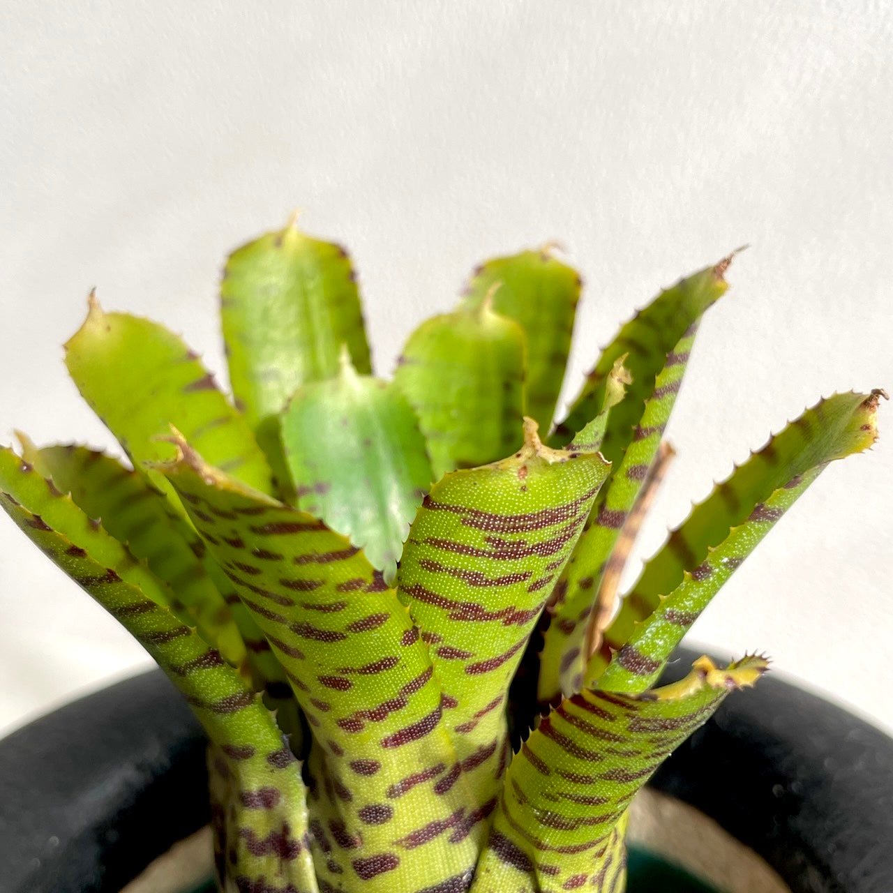 ネオレゲリア プンクタティシマ