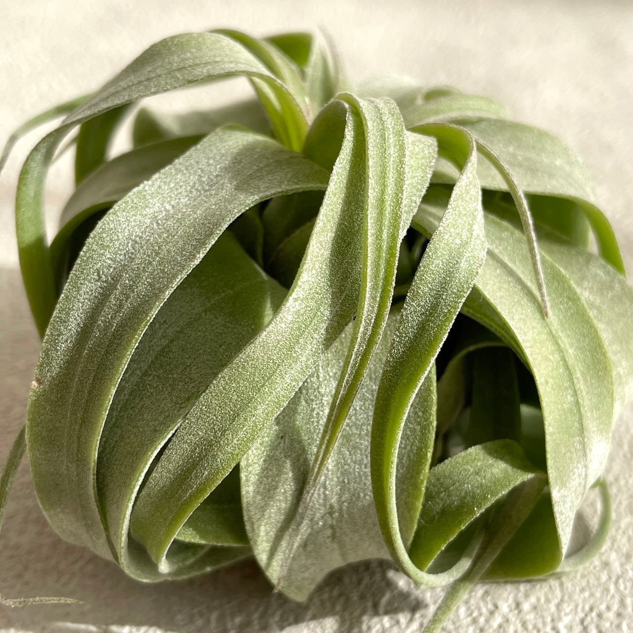 エアプランツ_ストレプトフィラ