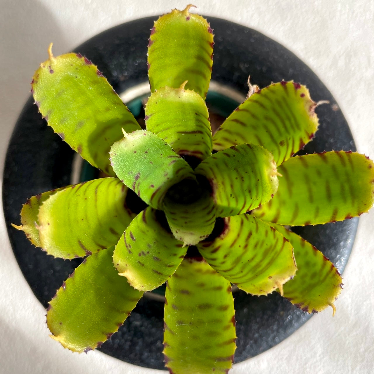 ネオレゲリア プンクタティシマ