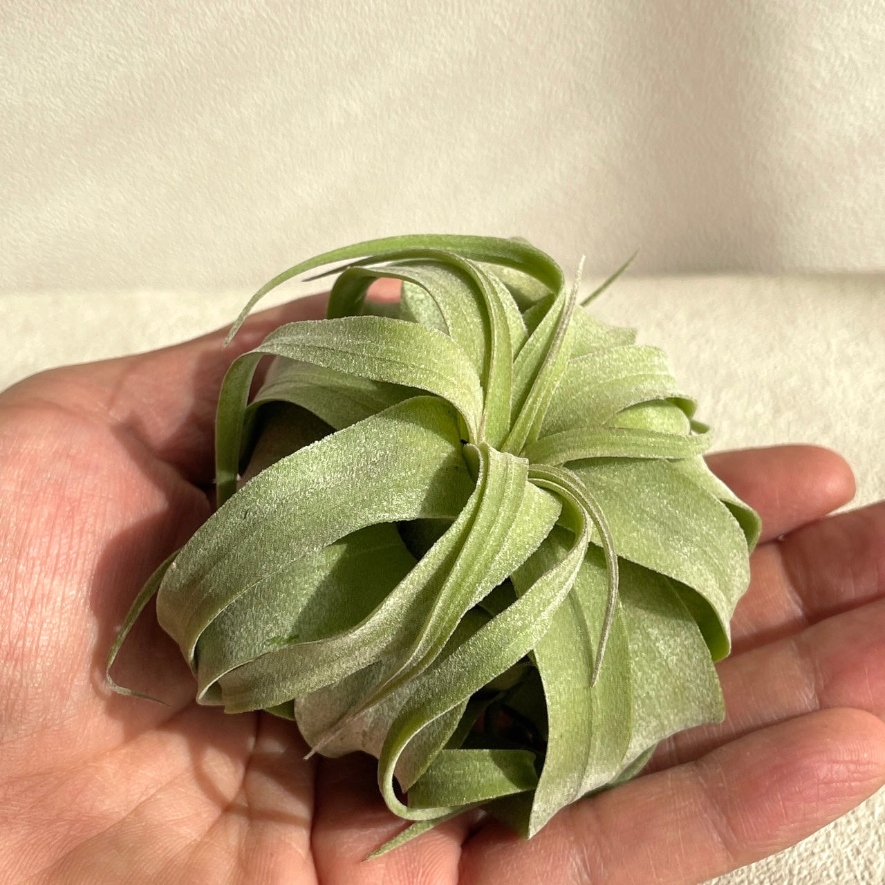 エアプランツ_ストレプトフィラ