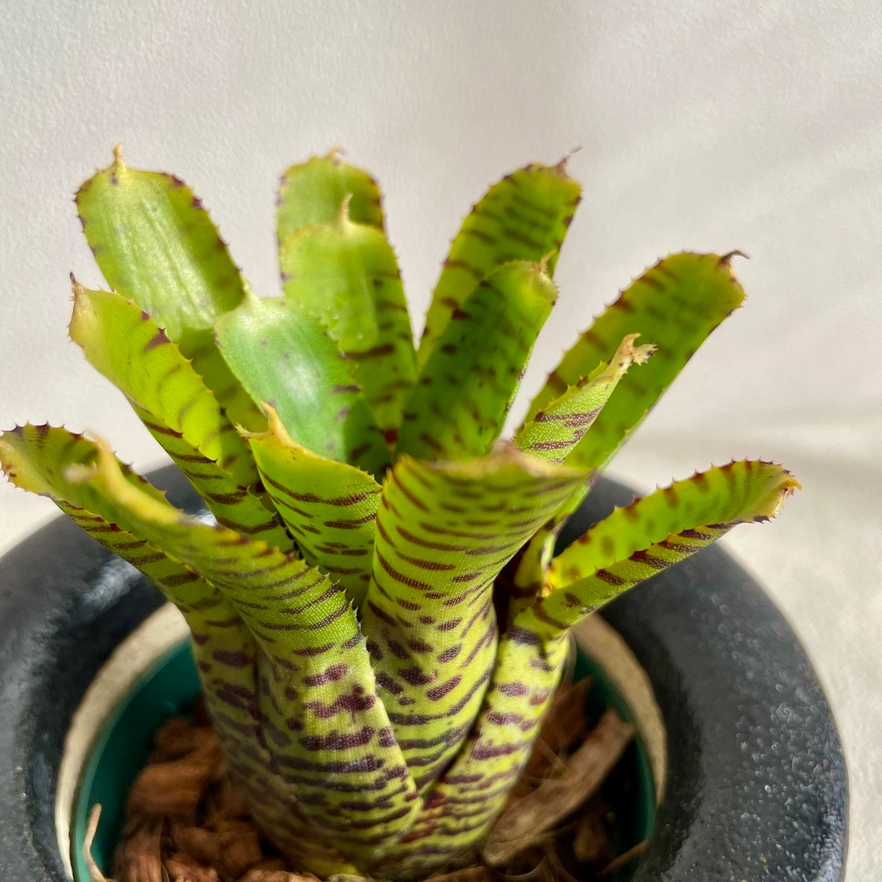 ネオレゲリア プンクタティシマ