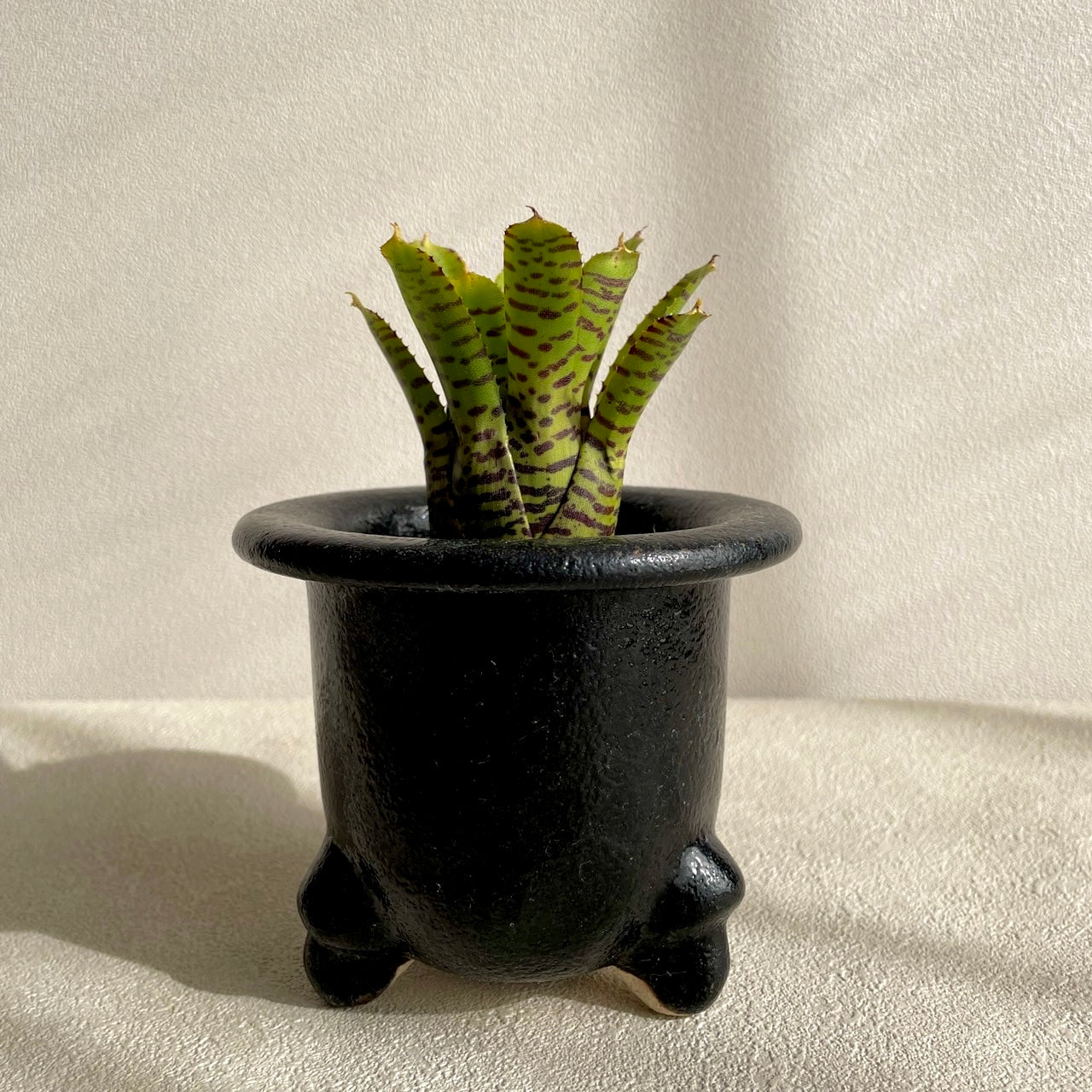 ネオレゲリア プンクタティシマ