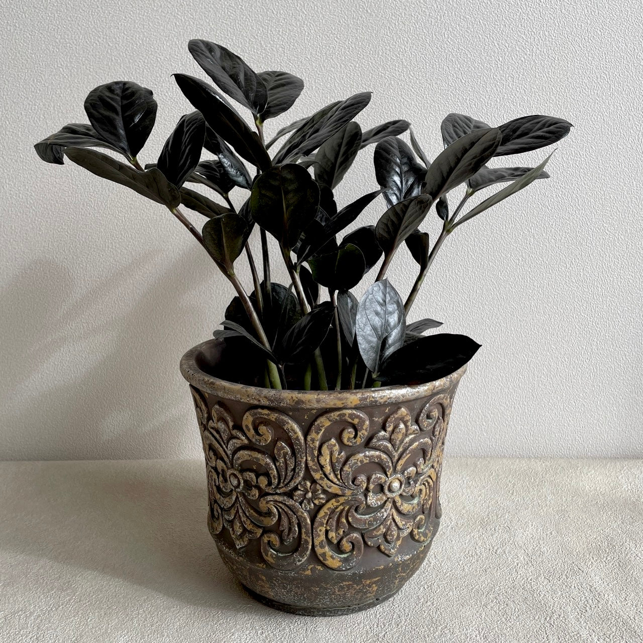 ザミオクルカス レイヴン