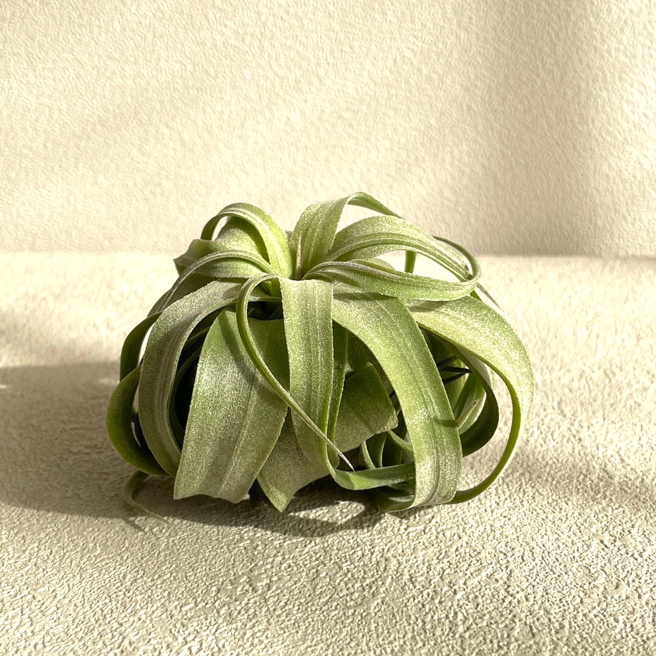 エアプランツ_ストレプトフィラ