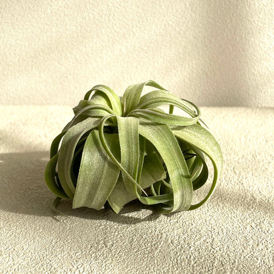 エアプランツ_ストレプトフィラ