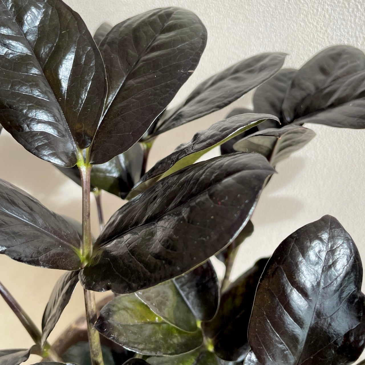 ザミオクルカス レイヴン