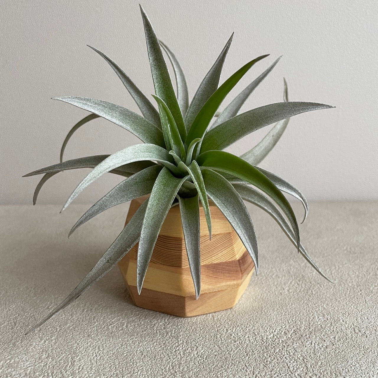 エアプランツ_ハリシー