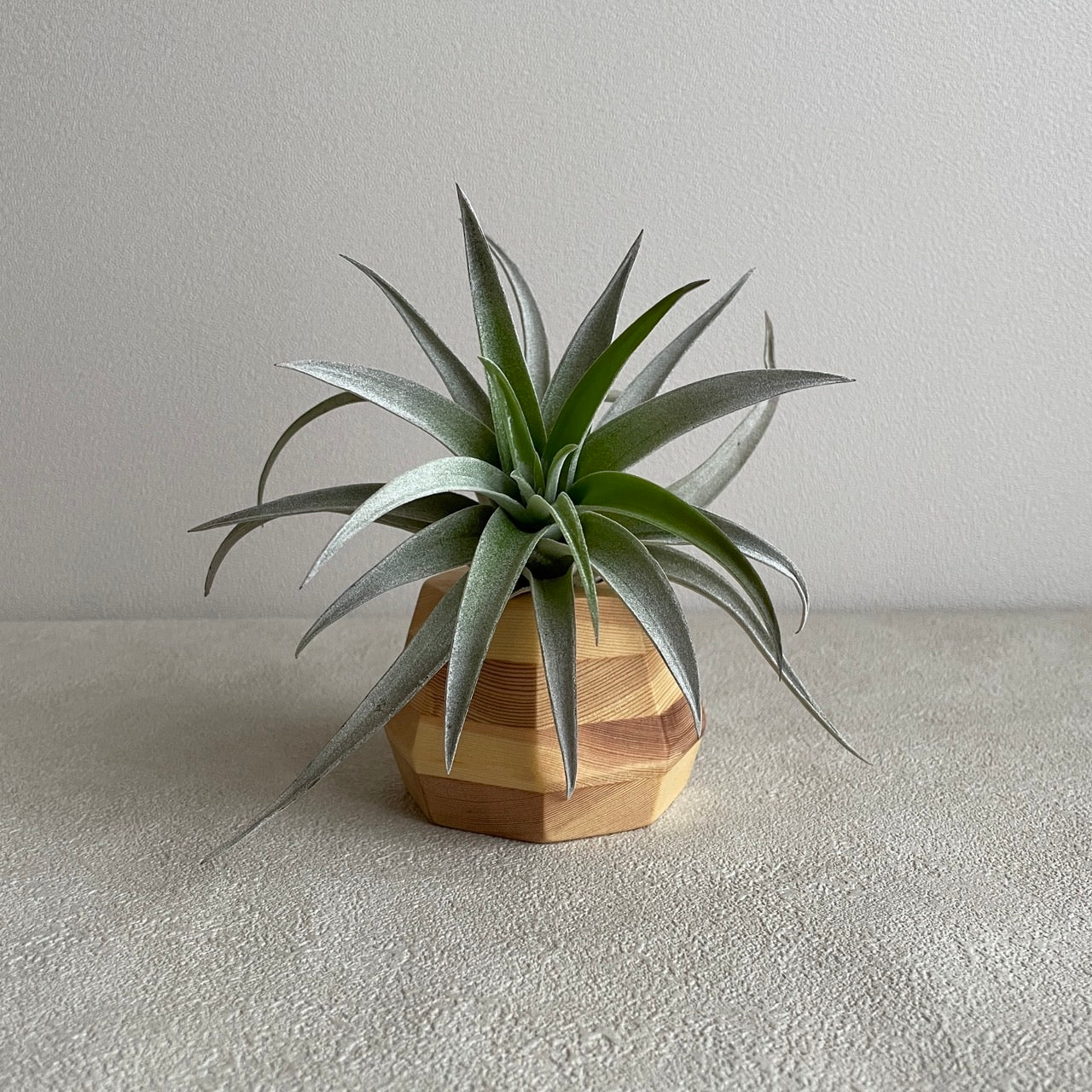 エアプランツ_ハリシー