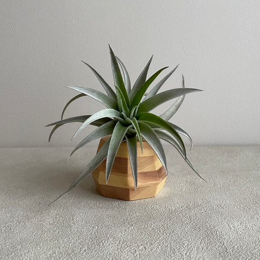 エアプランツ_ハリシー