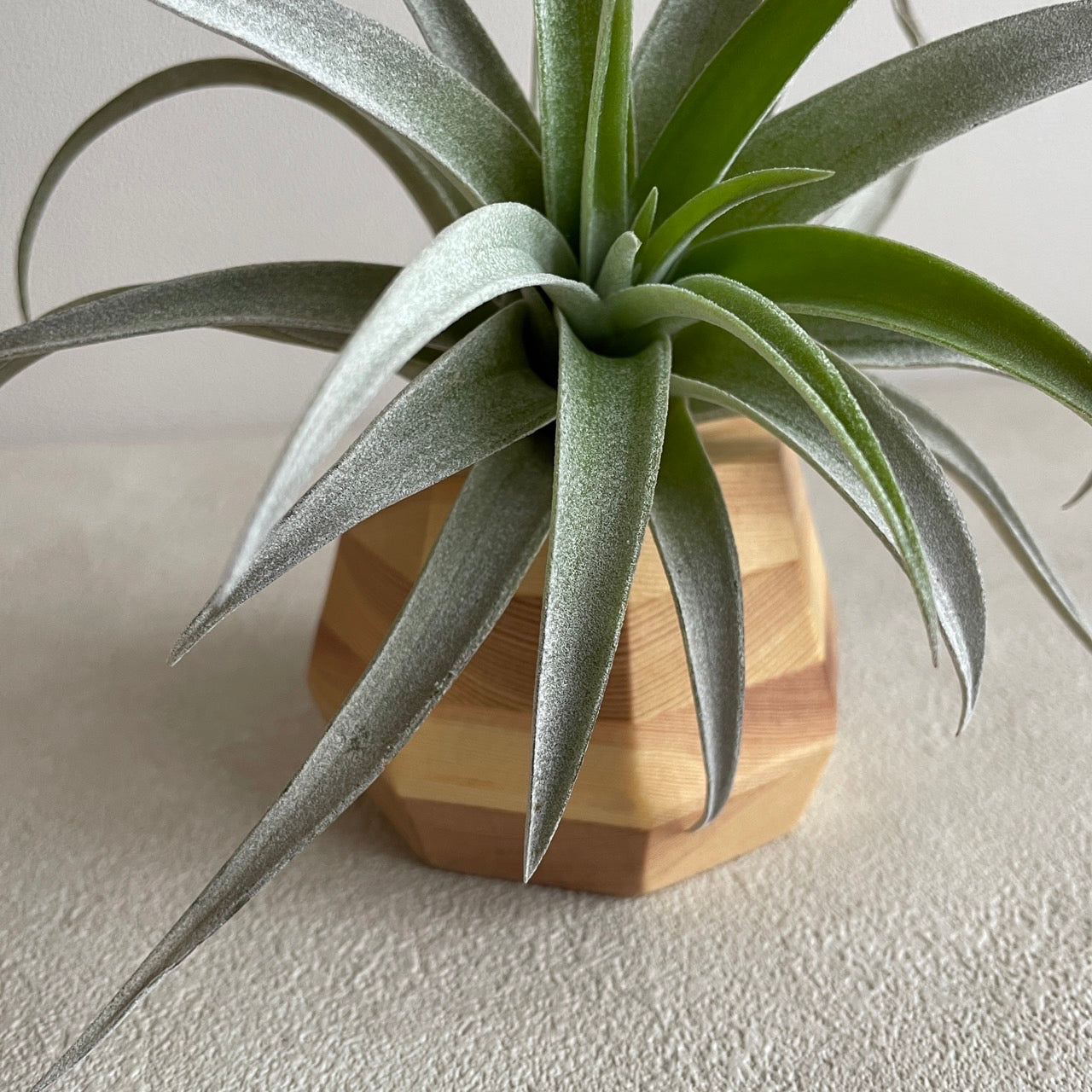 エアプランツ_ハリシー