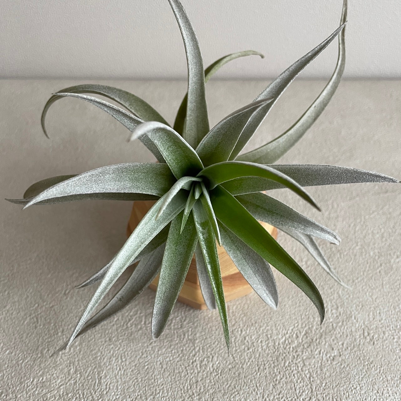 エアプランツ_ハリシー