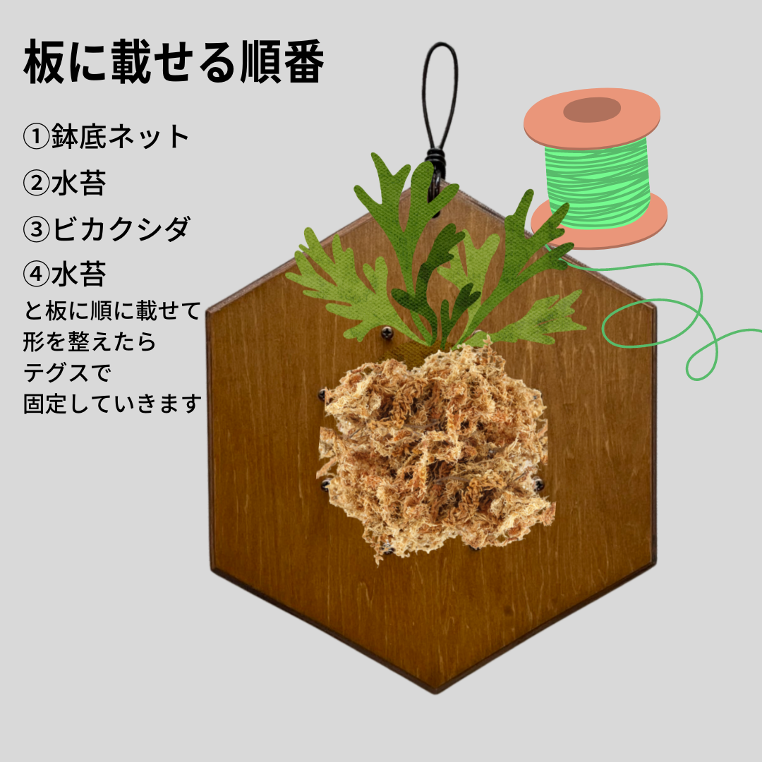 Ita_六角_着生板