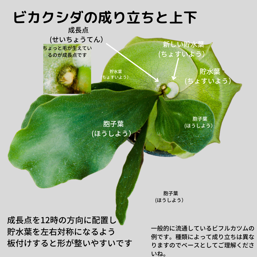 Ita_六角_着生板