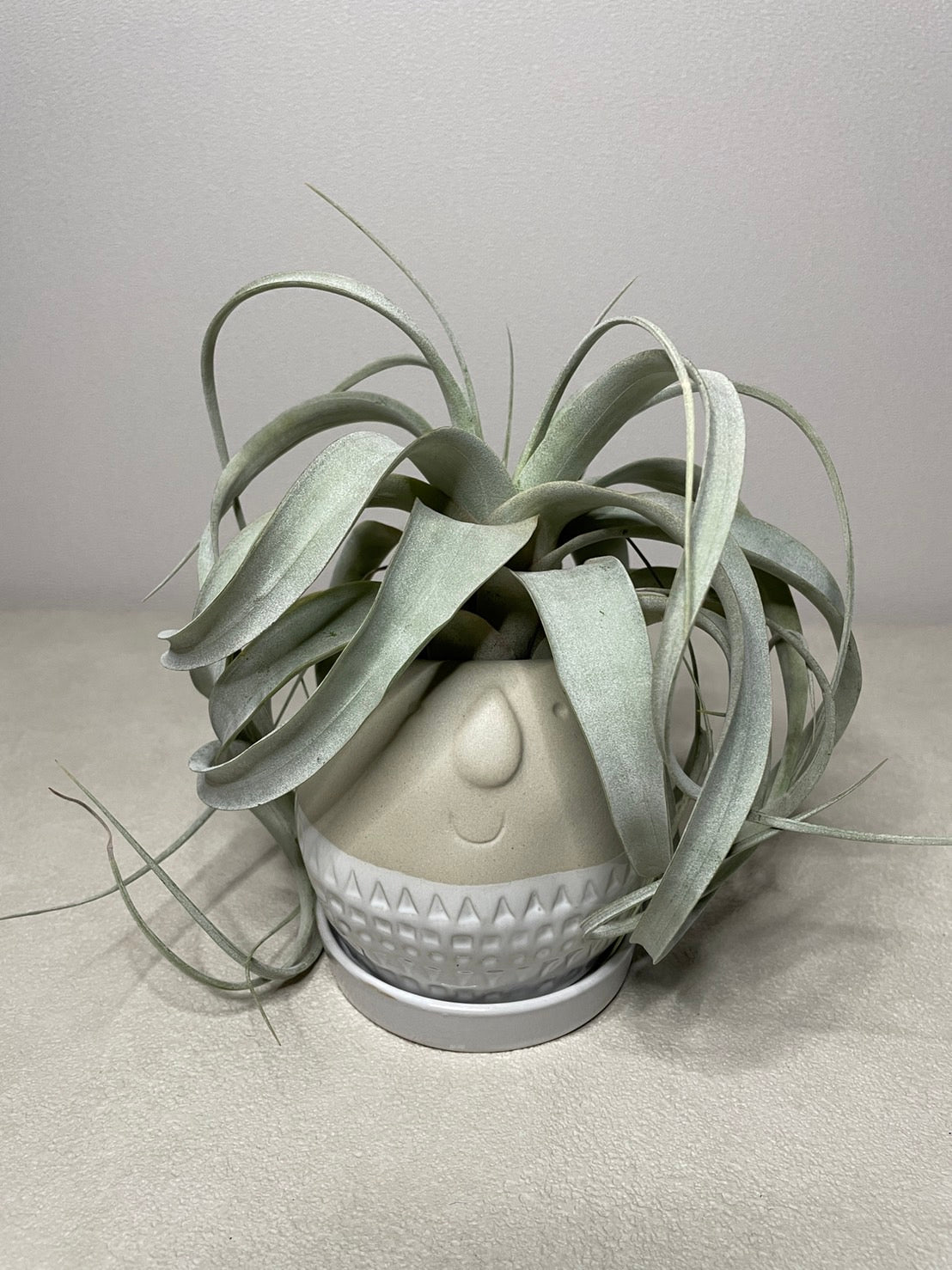 Maske ラウンドプランター グレー Sサイズ FTGK2911GY