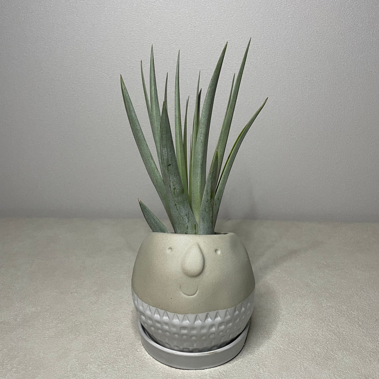 Maske ラウンドプランター グレー Sサイズ FTGK2911GY