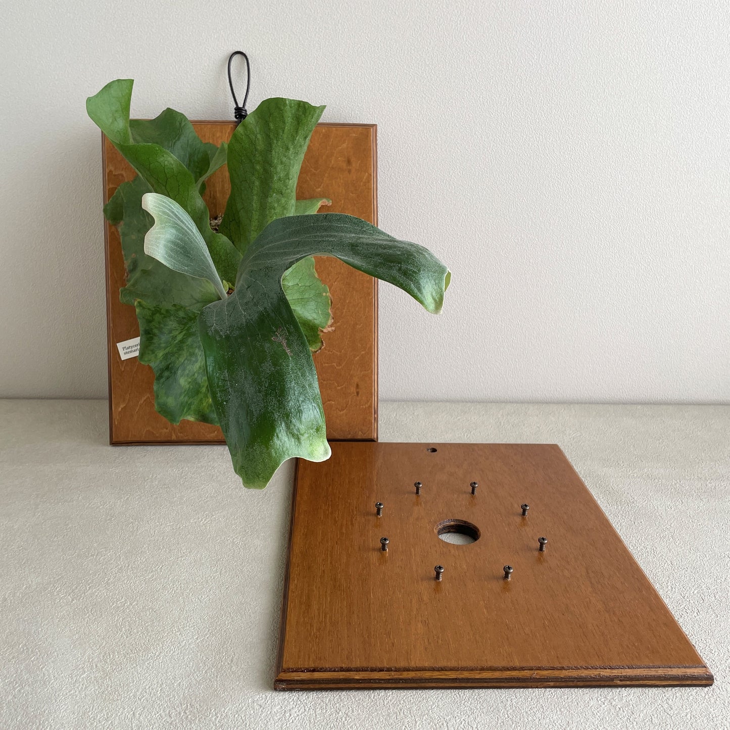 Ita_四角_着生板