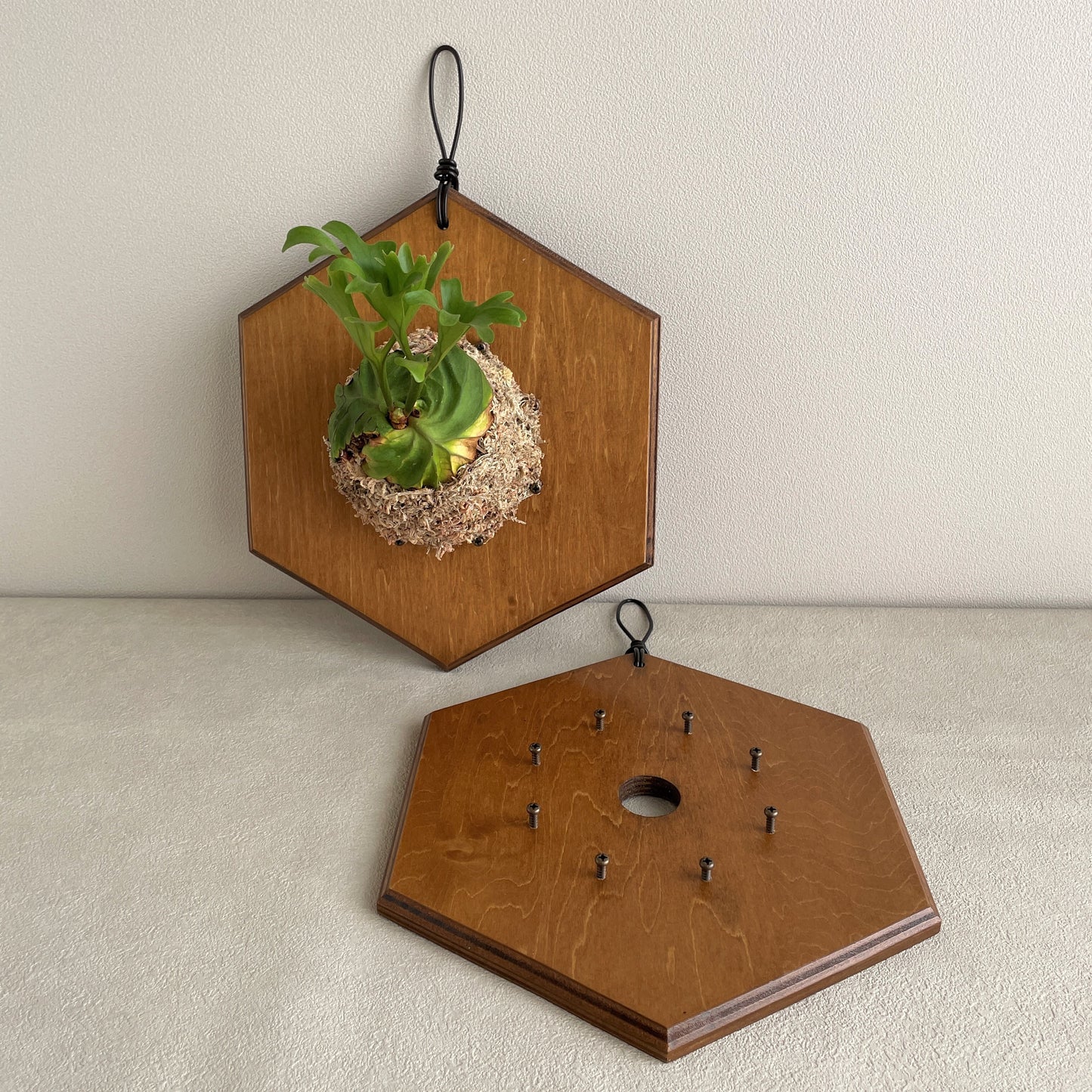 Ita_六角_着生板