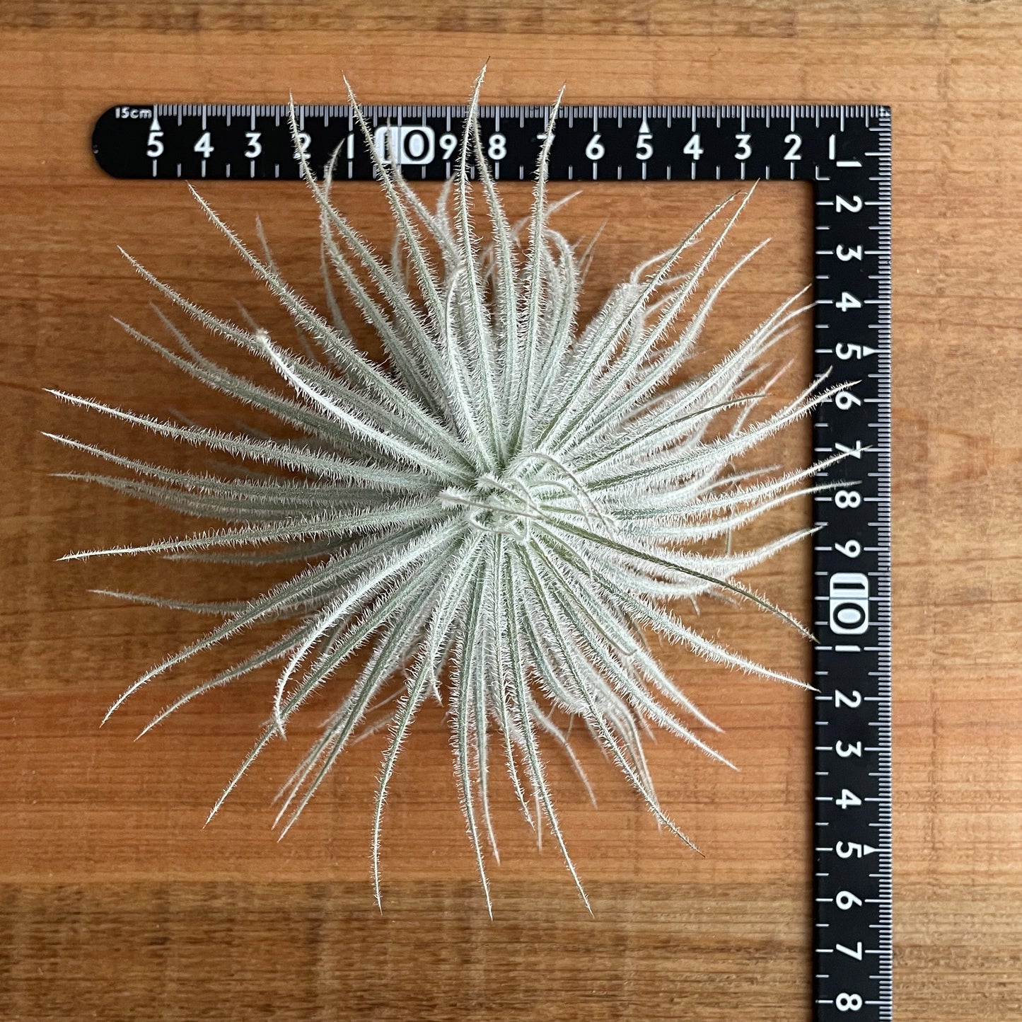 エアプランツ_テクトルム