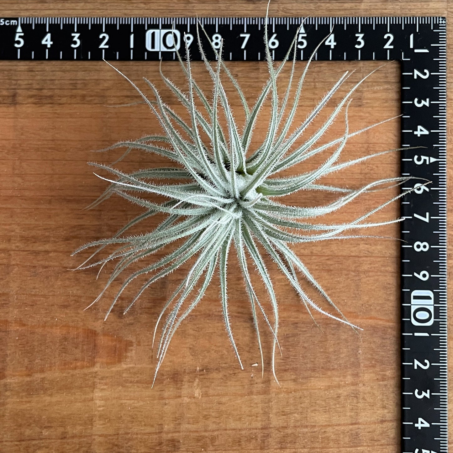 エアプランツ_テクトルム