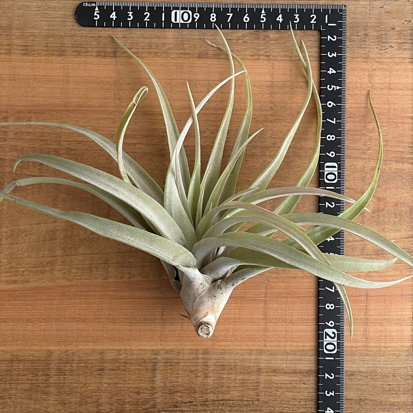 エアプランツ_カピタータ