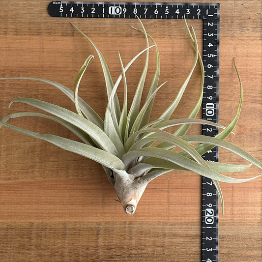 エアプランツ_カピタータ