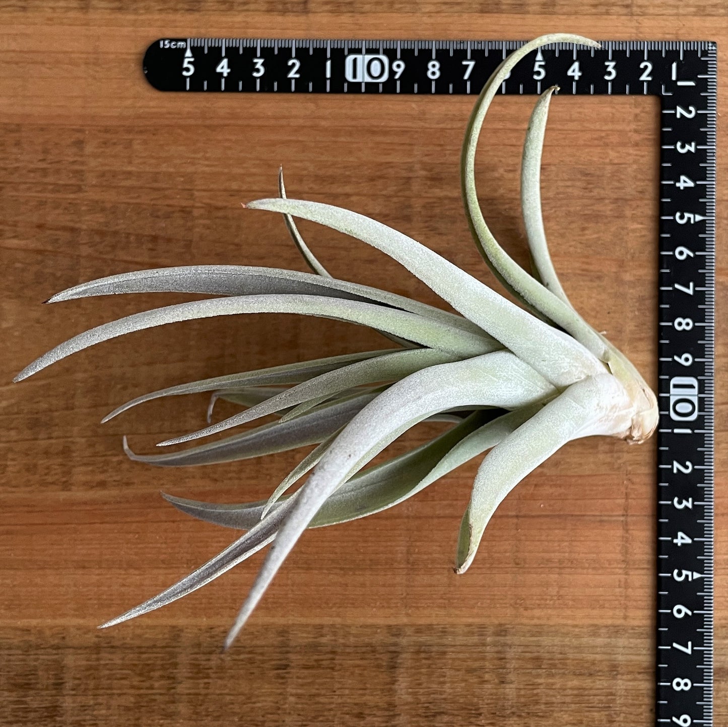 エアプランツ_ハリシー