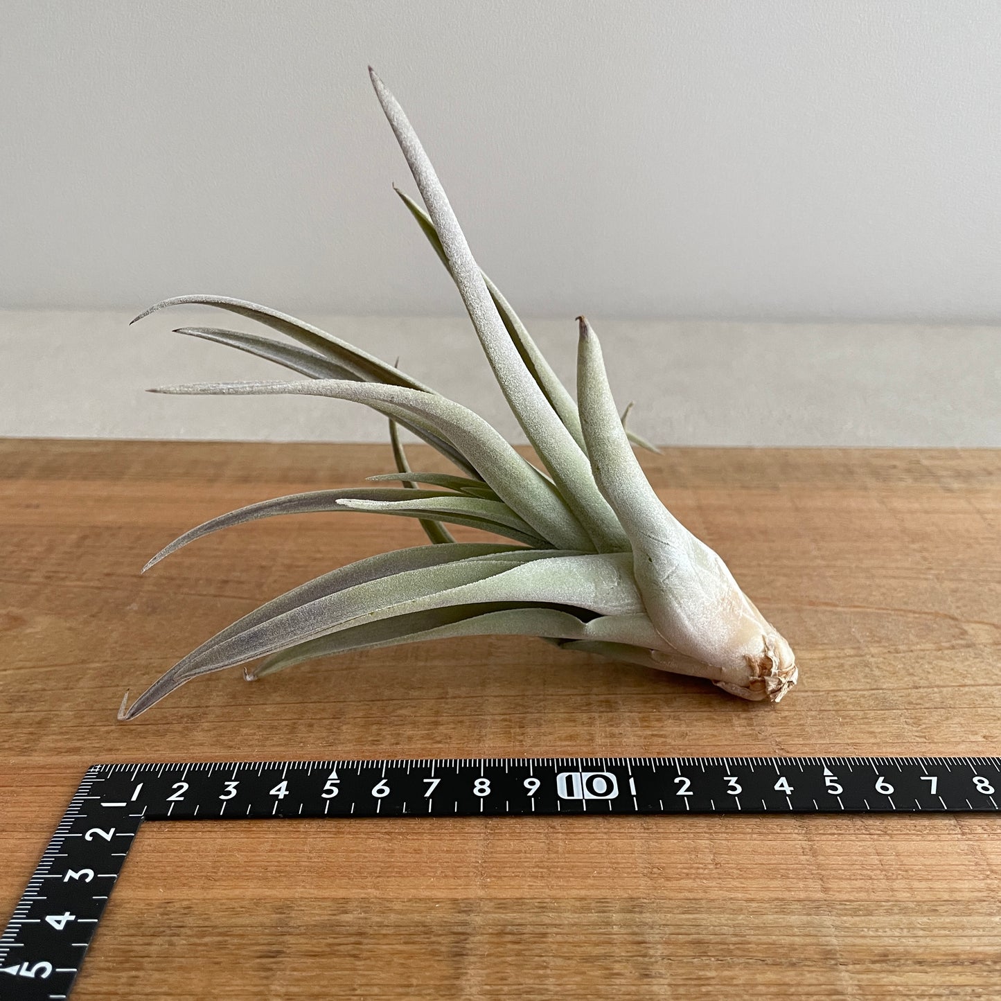 エアプランツ_ハリシー