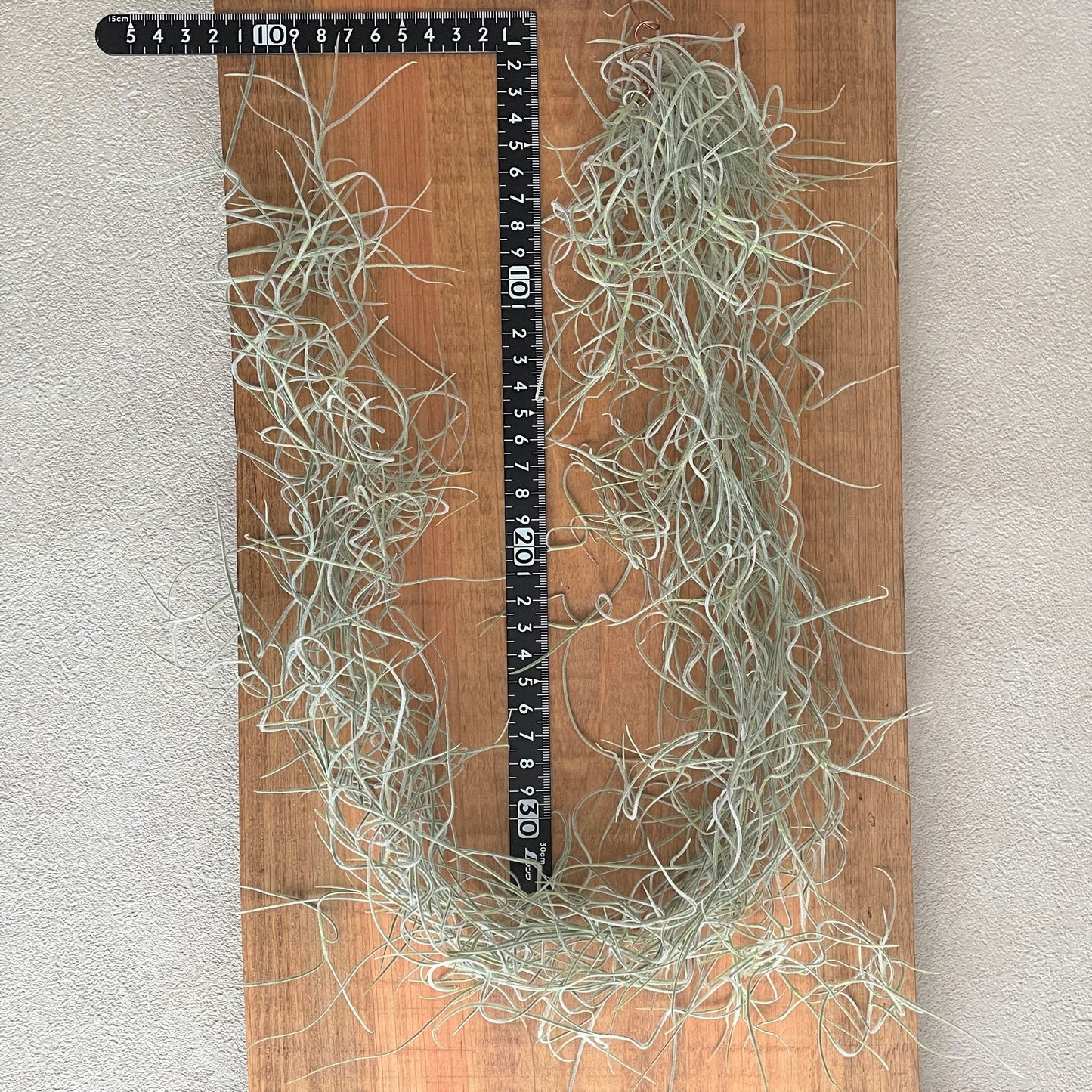 エアプランツ_ウスネオイデス