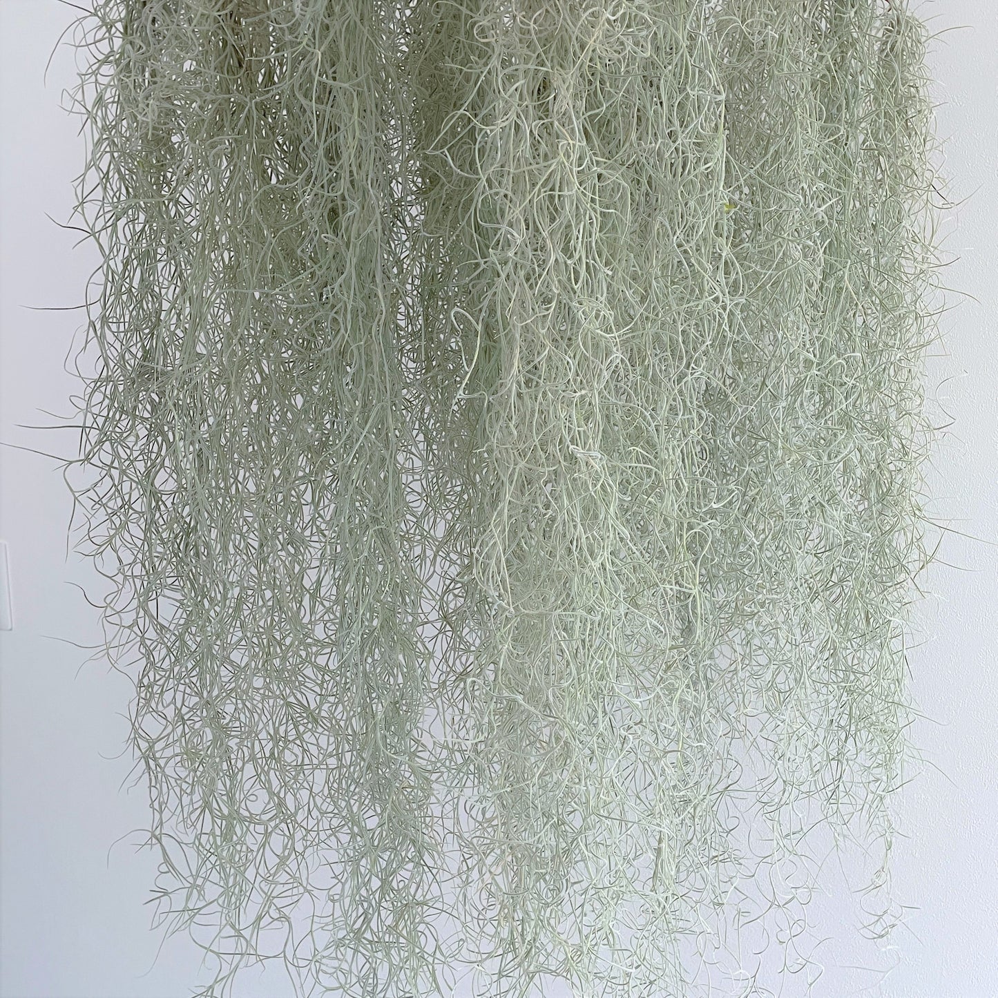 エアプランツ_ウスネオイデス