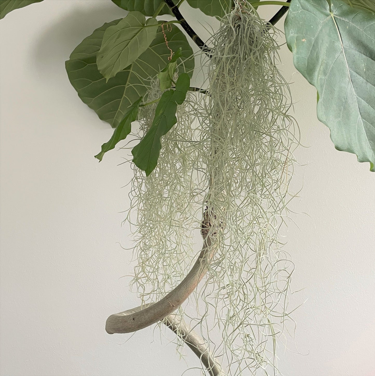 エアプランツ_ウスネオイデス