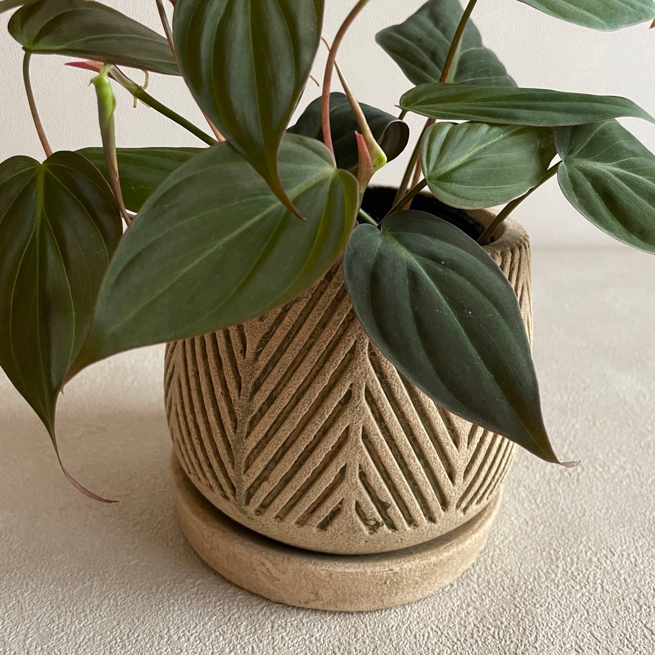 ギャルソン ヘリンボーン L グリーンベージュ