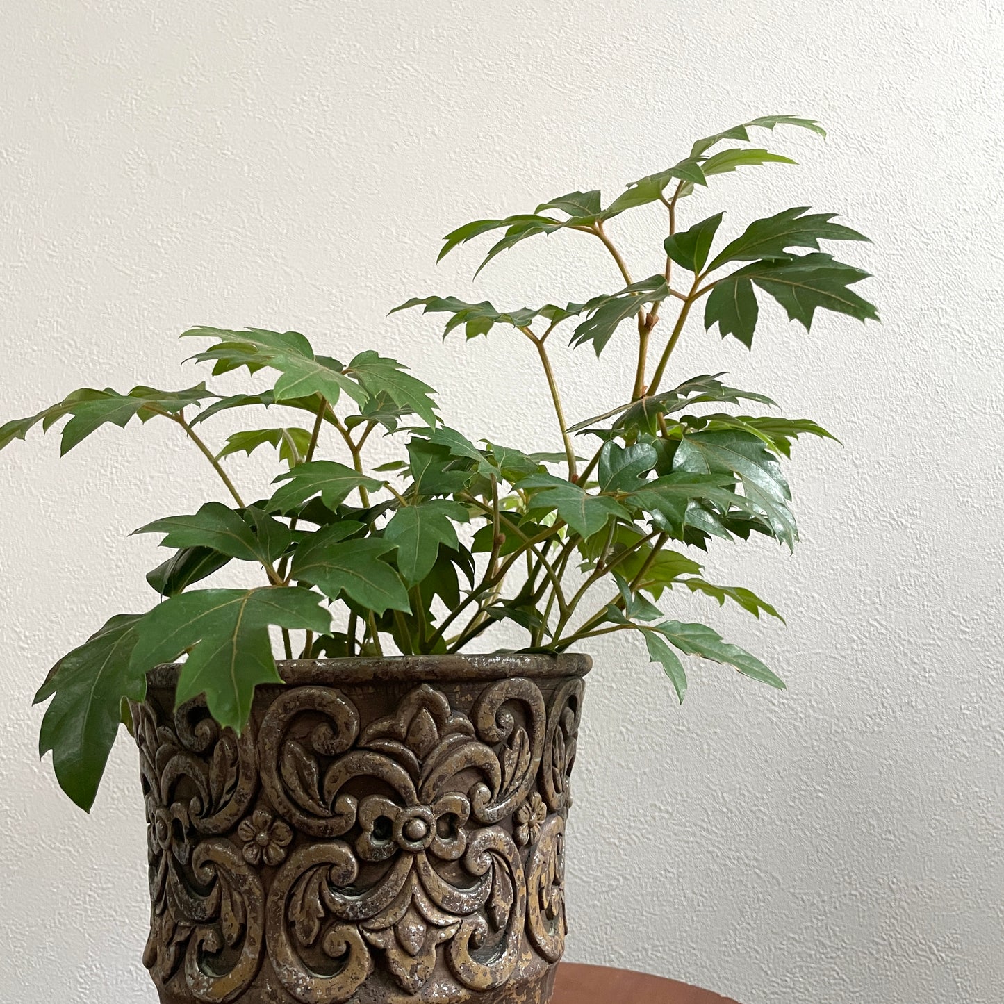 ローブ サークル鉢 M アンティークブラウン