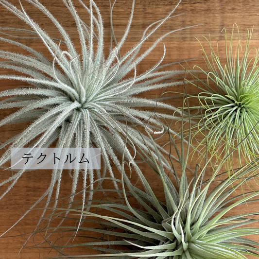 エアプランツ_テクトルム