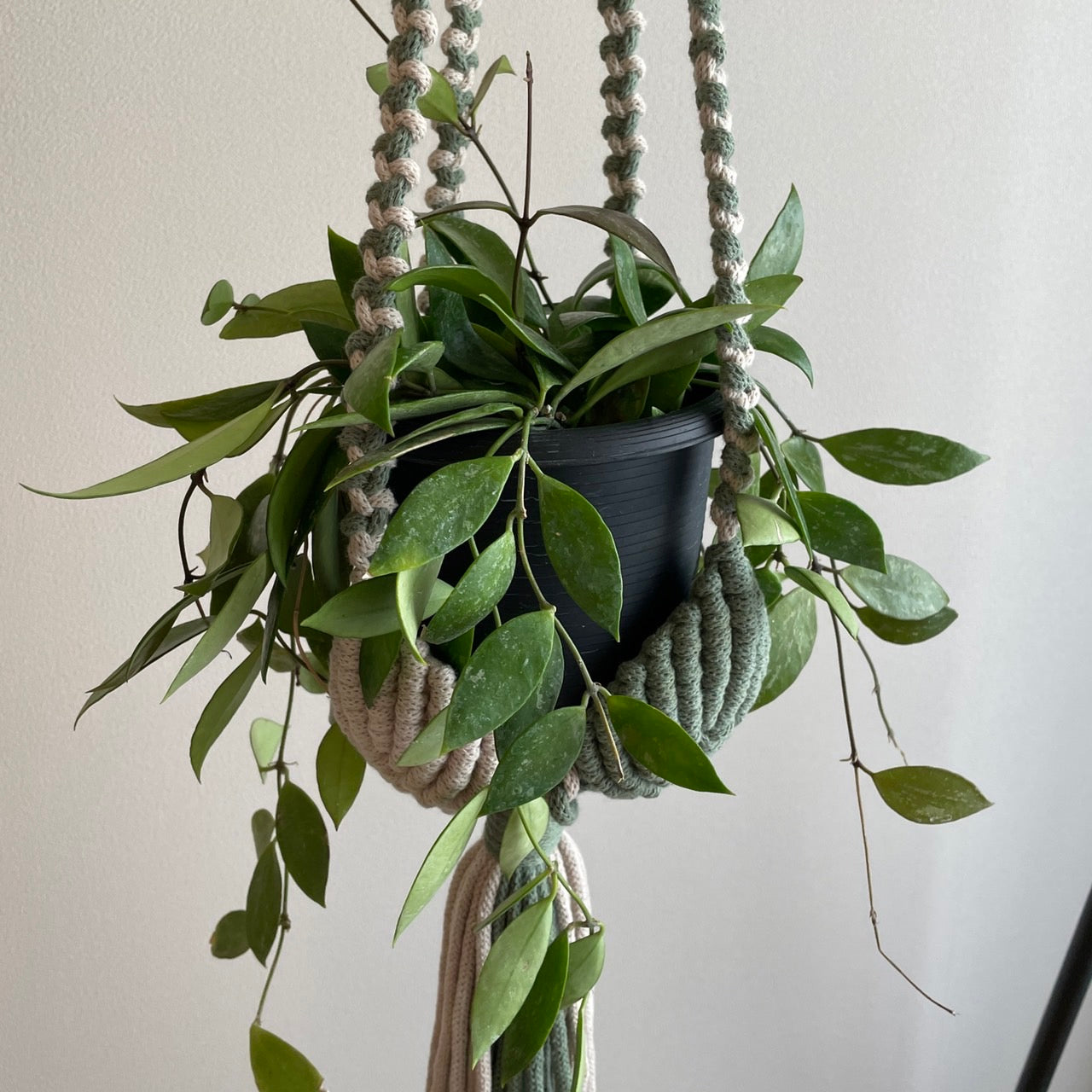 マクラメプラントハンガー _ユーカリグリーン×ベージュ