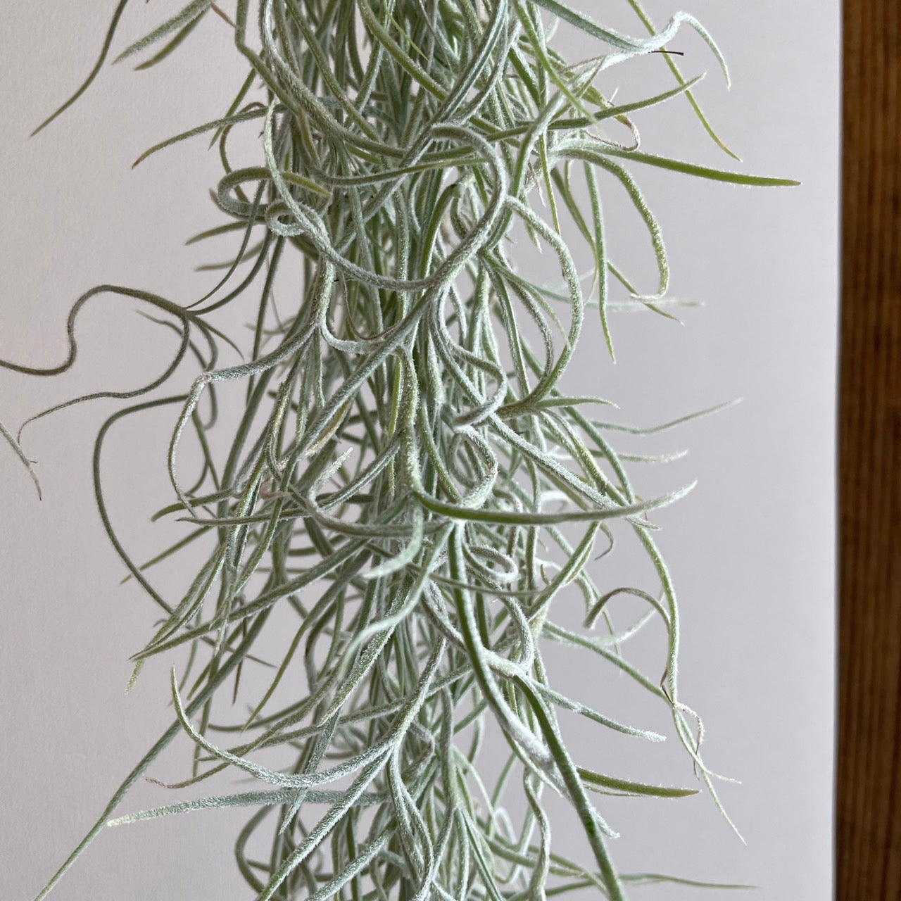 エアプランツ_ウスネオイデス(太葉)