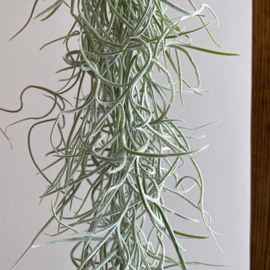 エアプランツ_ウスネオイデス(太葉)