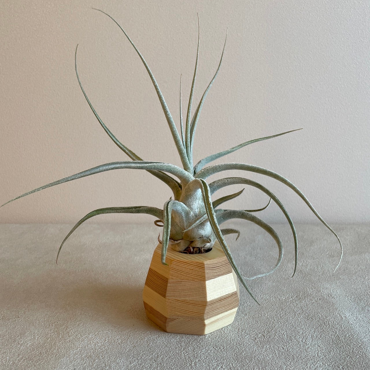 Woodstone_ウッドストーン