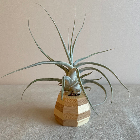 Woodstone_ウッドストーン