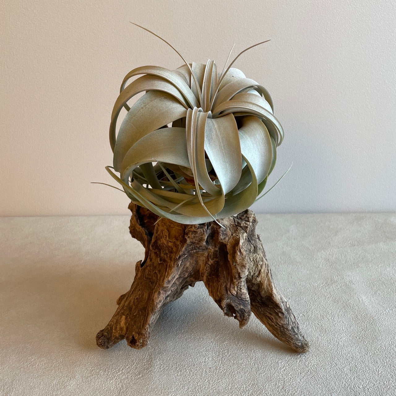 エアプランツ_キセログラフィカ