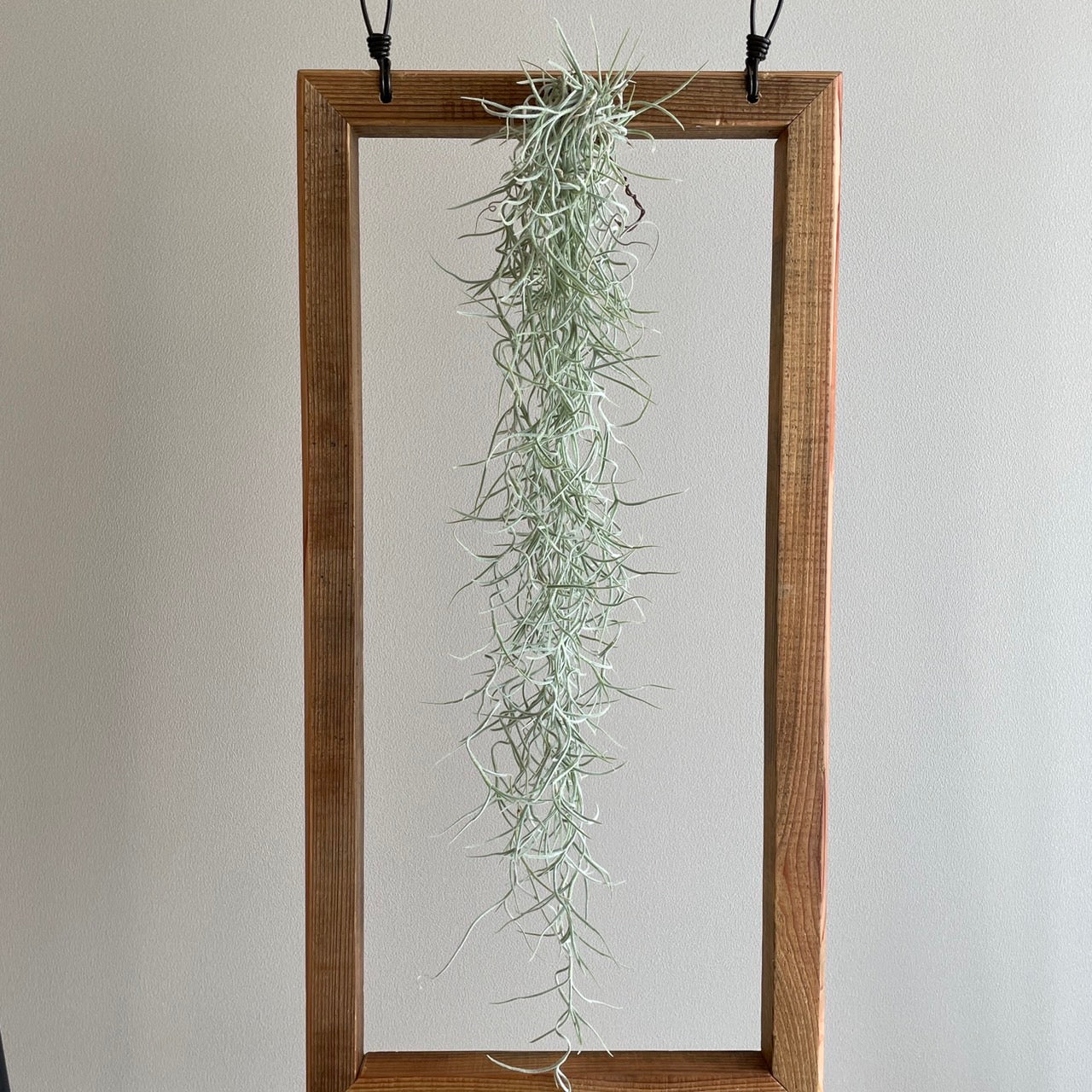 エアプランツ_ウスネオイデス(太葉)