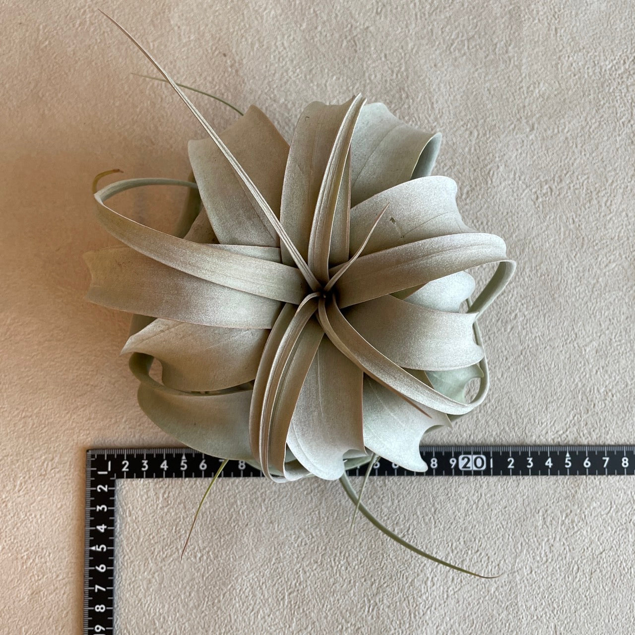 エアプランツ_キセログラフィカ