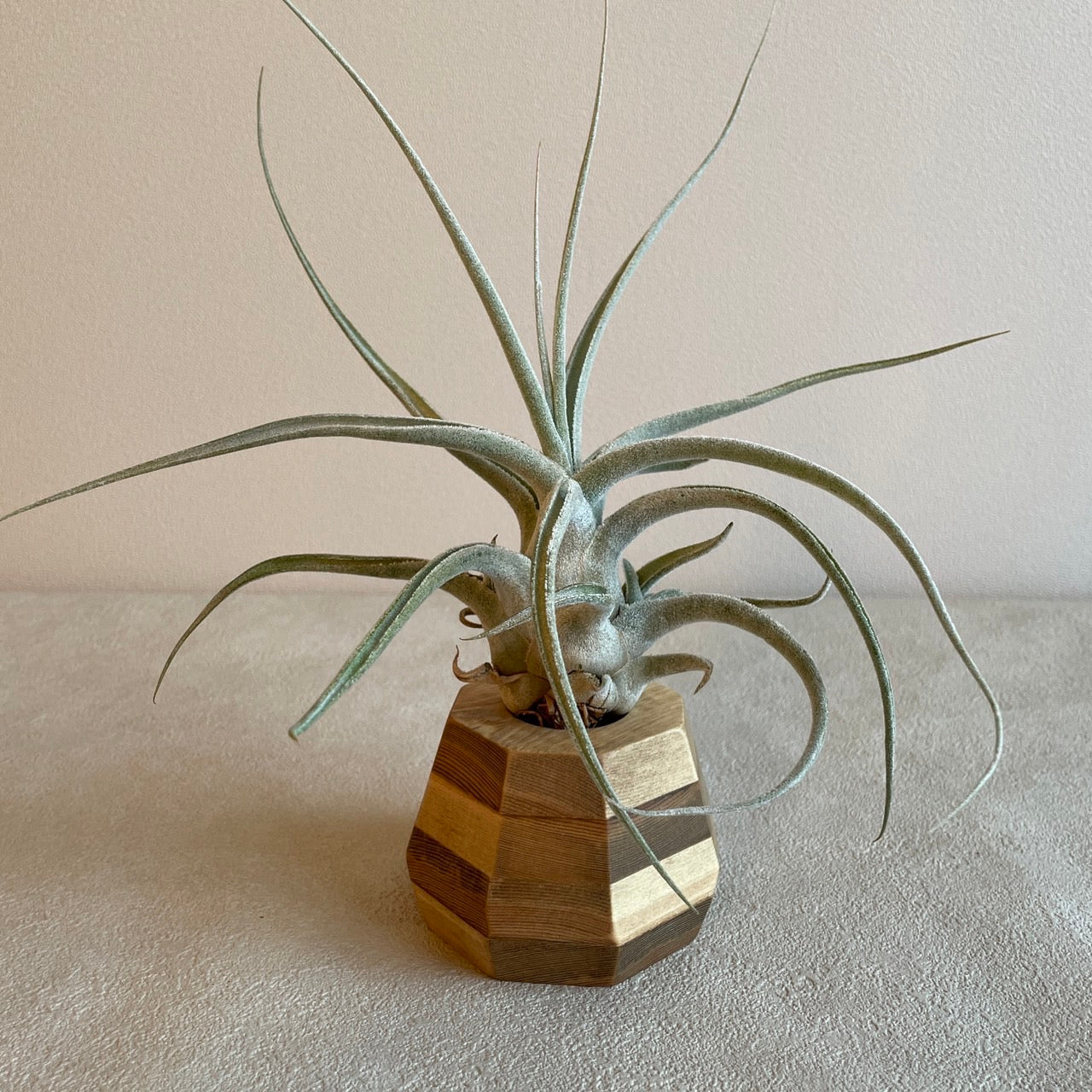 Woodstone_ウッドストーン