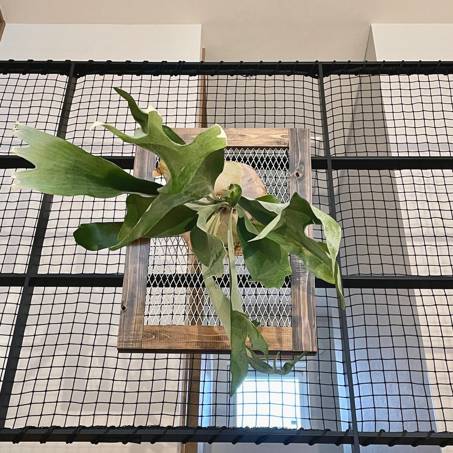 Plant frame_プラントフレーム