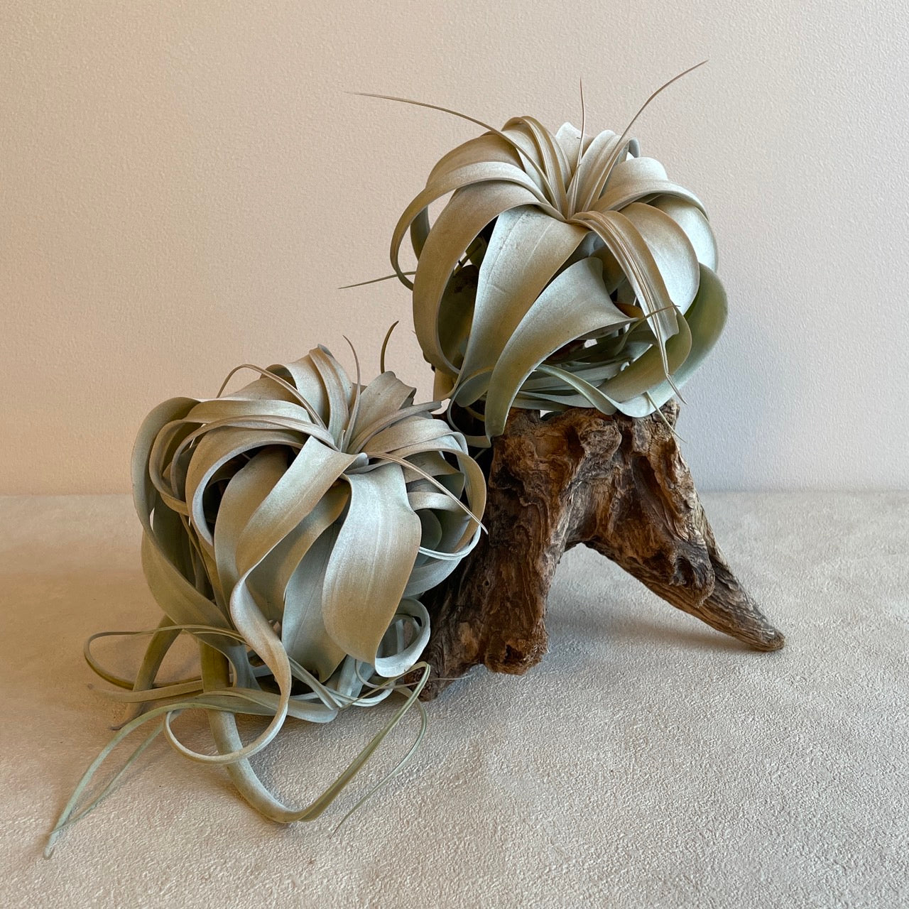 エアプランツ_キセログラフィカ