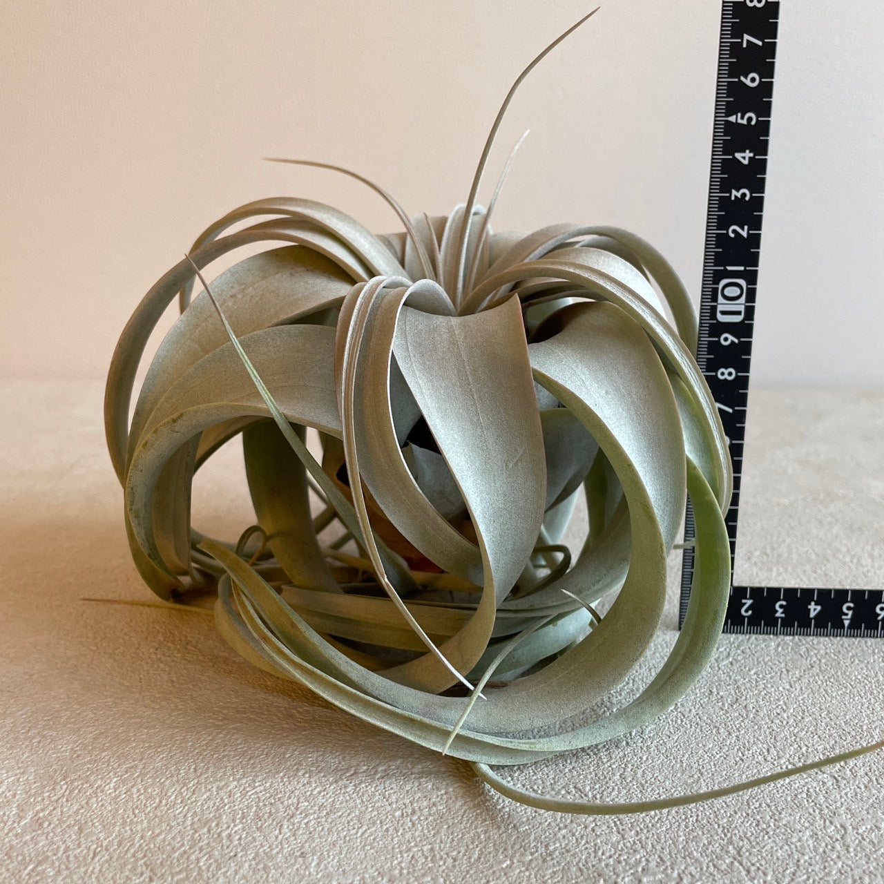 エアプランツ_キセログラフィカ