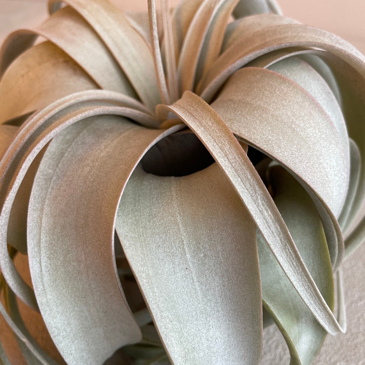 エアプランツ_キセログラフィカ