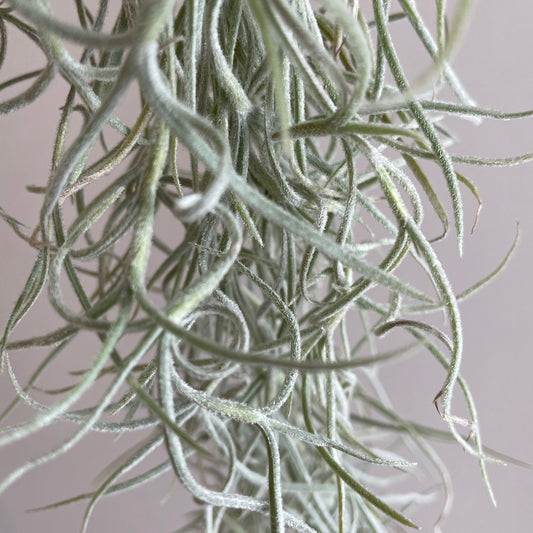 エアプランツ_ウスネオイデス(太葉)